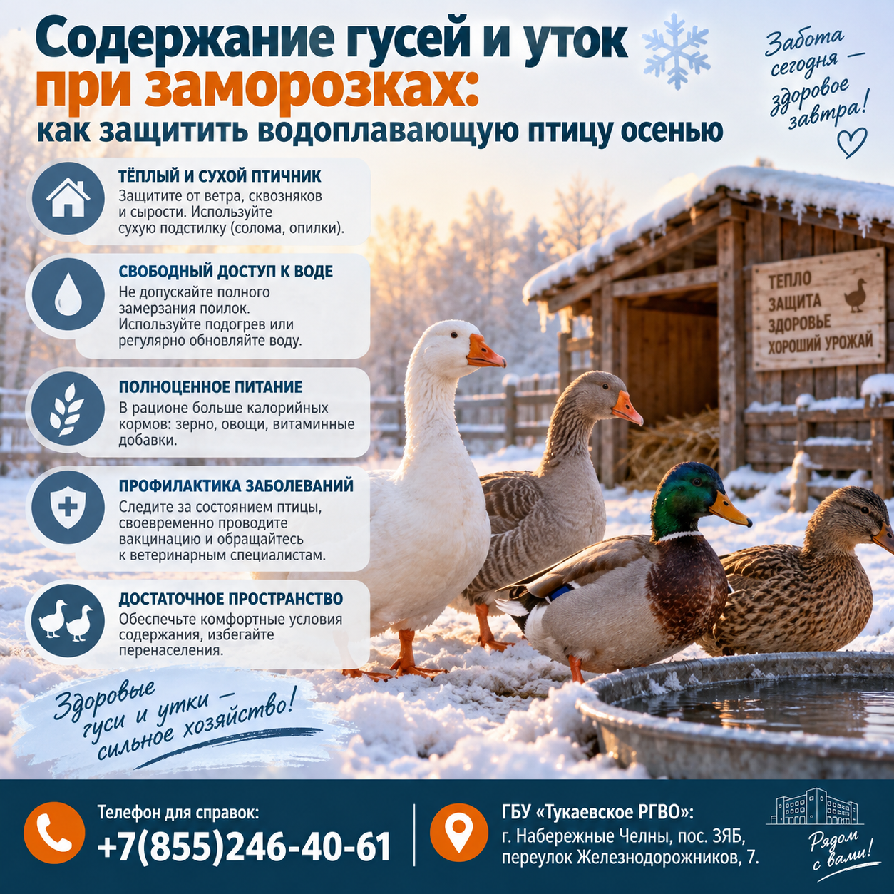 Содержание гусей и уток при заморозках: как защитить водоплавающую птицу осенью
