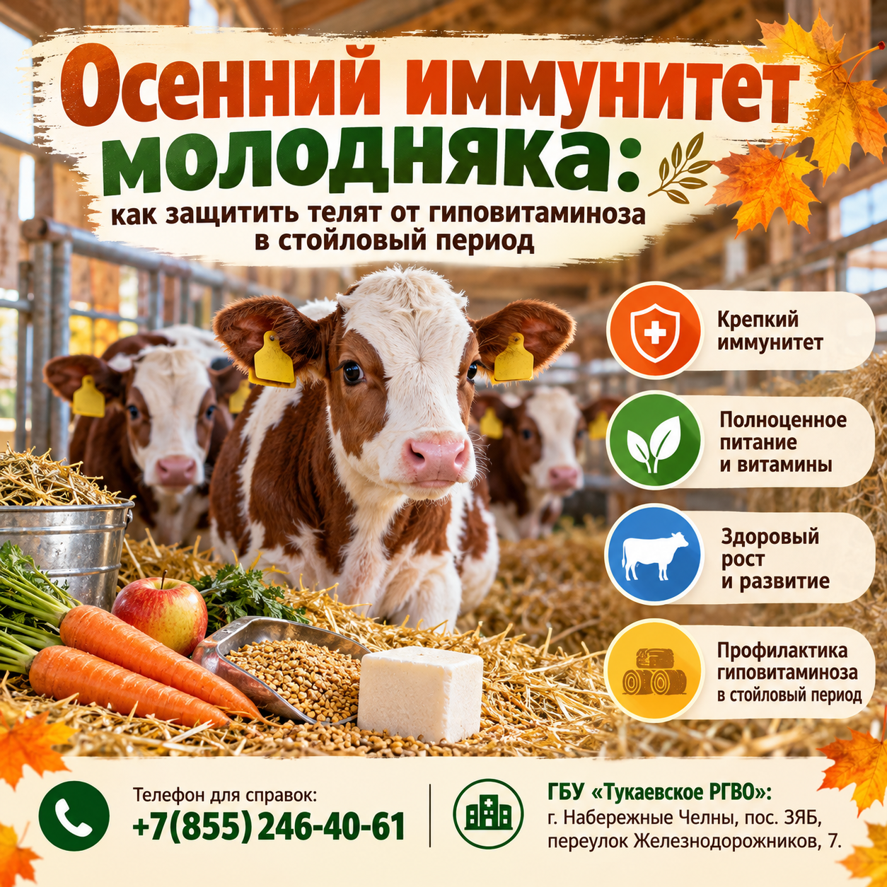 Осенний иммунитет молодняка: как защитить телят от гиповитаминоза в стойловый период