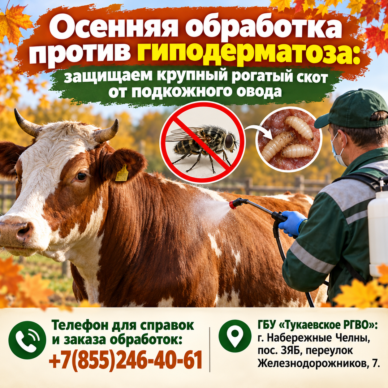 Осенняя обработка против гиподерматоза: защищаем крупный рогатый скот от подкожного овода