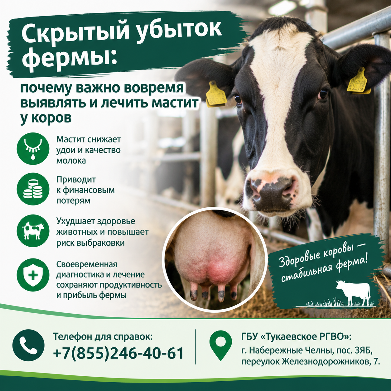 Скрытый убыток фермы: почему важно вовремя выявлять и лечить мастит у коров